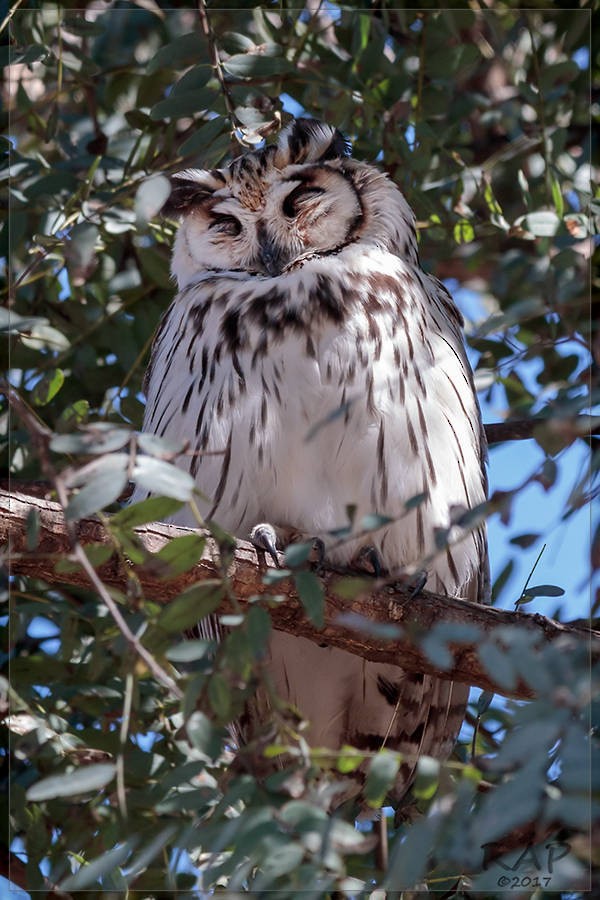 Striped Owl - Ricardo A.  Palonsky