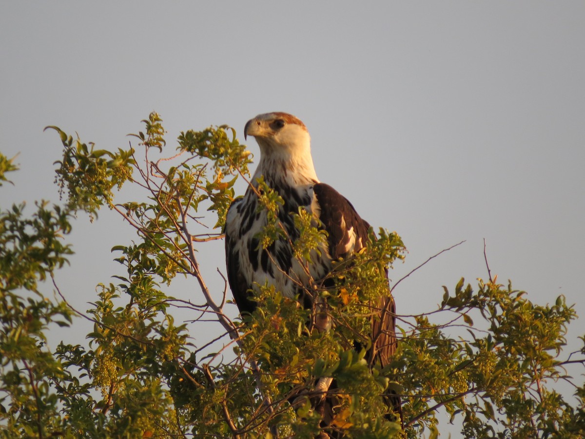 African Fish-Eagle - Mark Smiles
