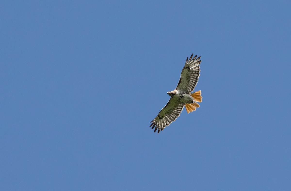 Red-tailed Hawk - ML102593981
