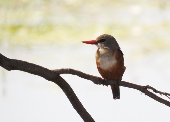 Gray-headed Kingfisher - Mark Smiles