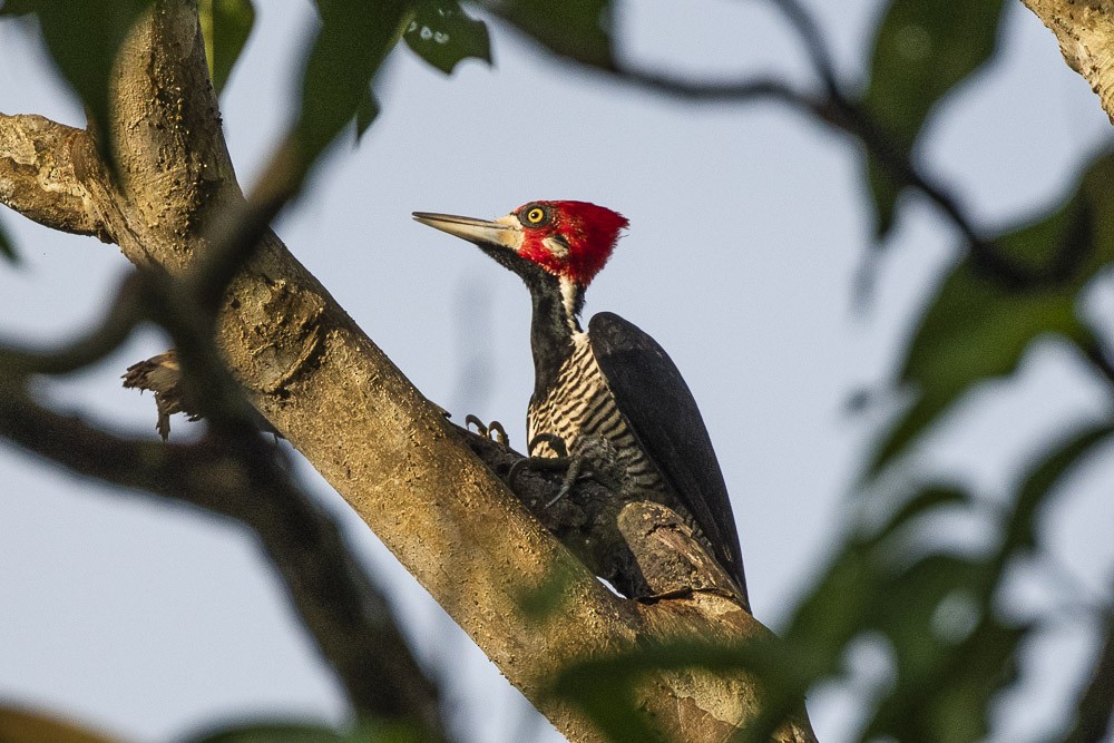 Crimson-crested Woodpecker - David Bishop