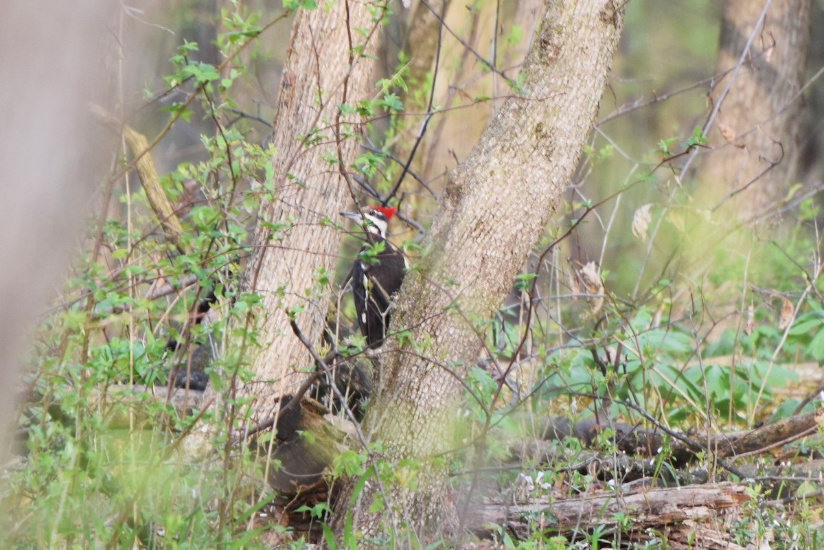 Pileated Woodpecker - irina shulgina