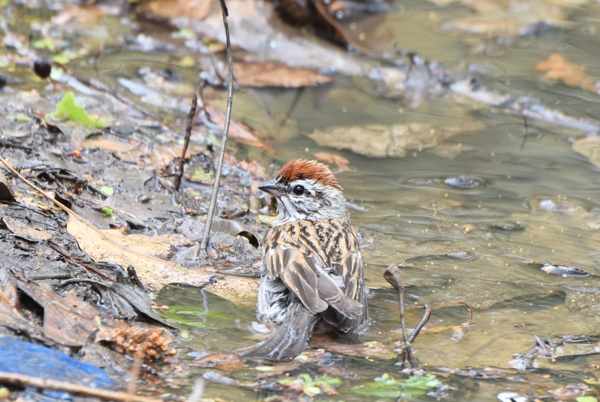 Chipping Sparrow - ML102603711