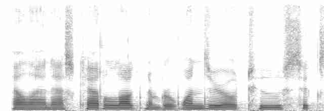 Beyaz Yakalı Kolibri - ML102605