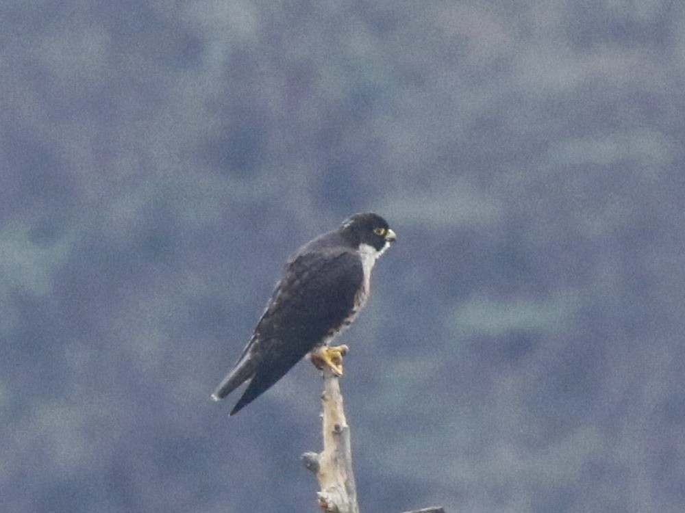 Peregrine Falcon - Subhadra Devi