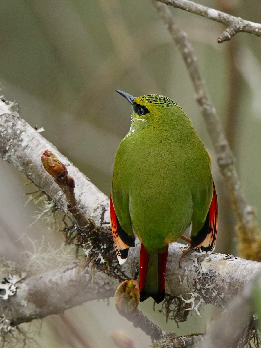 Fire-tailed Myzornis - ML102605321