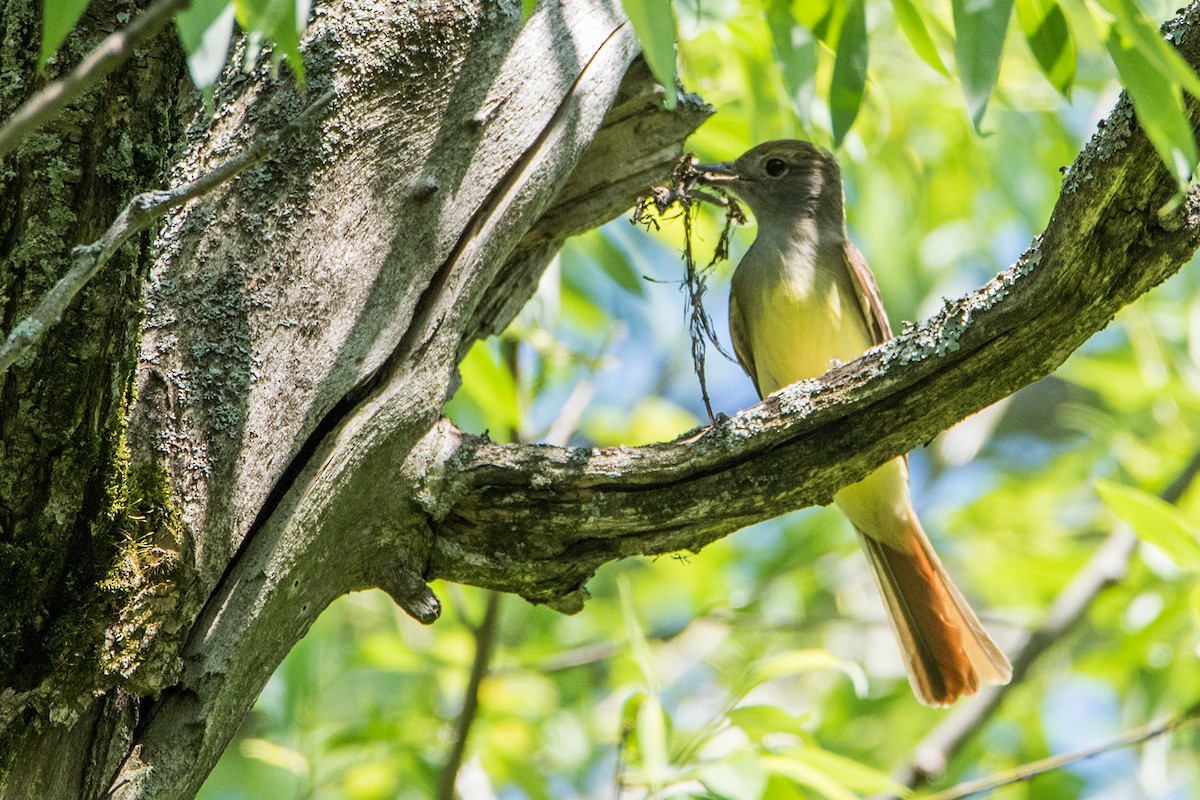 Great Crested Flycatcher - ML102608191