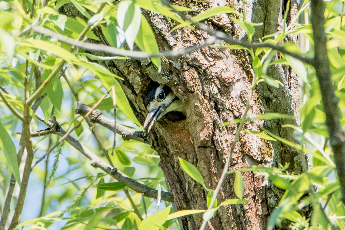 Hairy Woodpecker (Eastern) - ML102608211