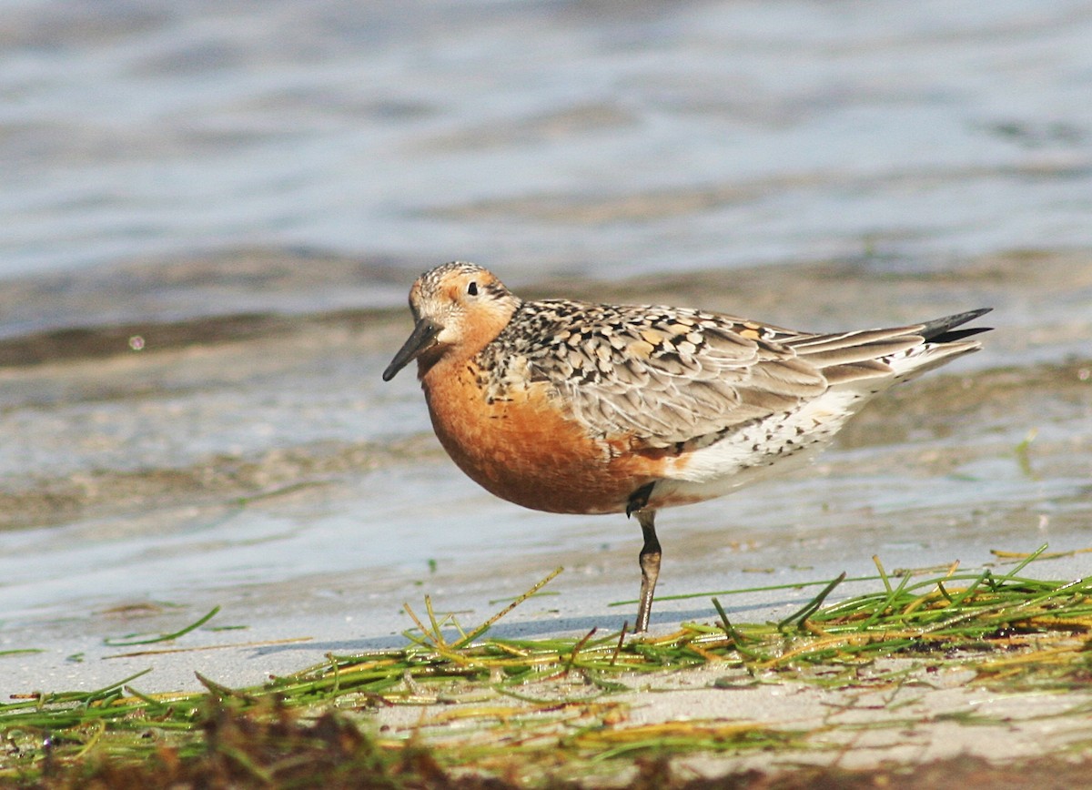 Red Knot - Bela Brown