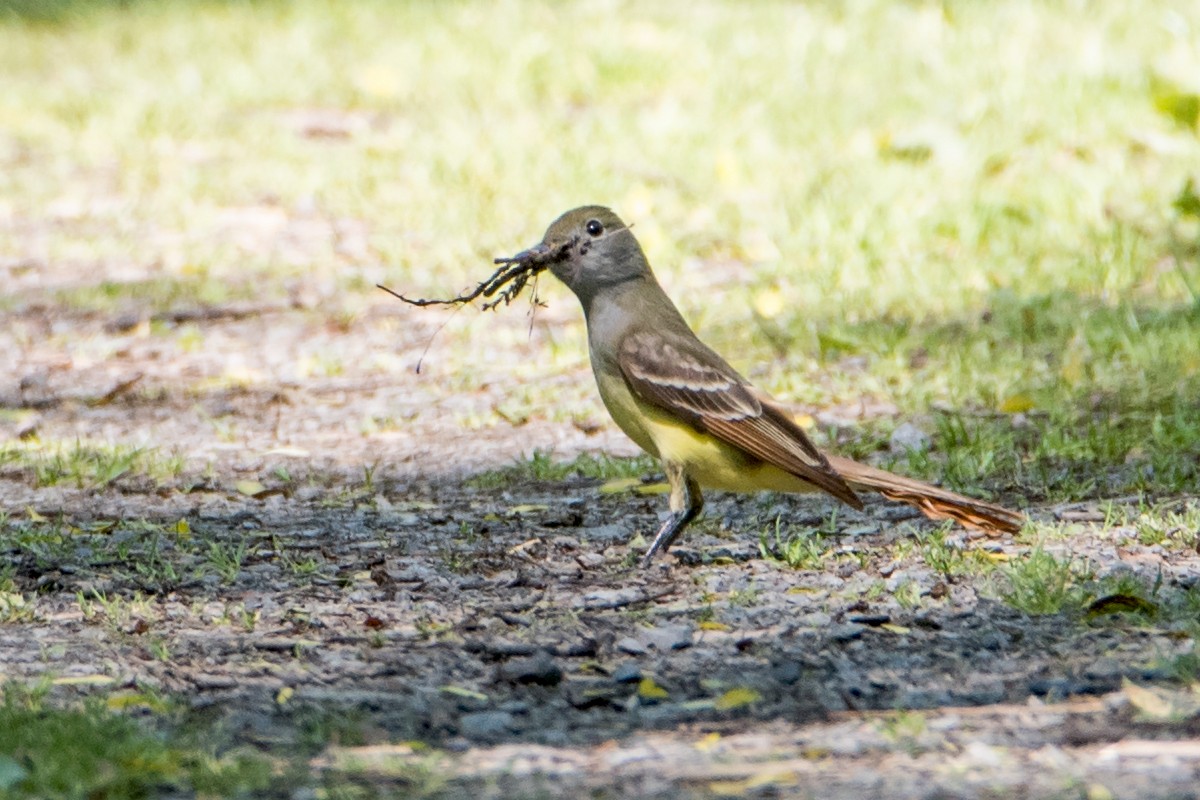 Great Crested Flycatcher - ML102612911