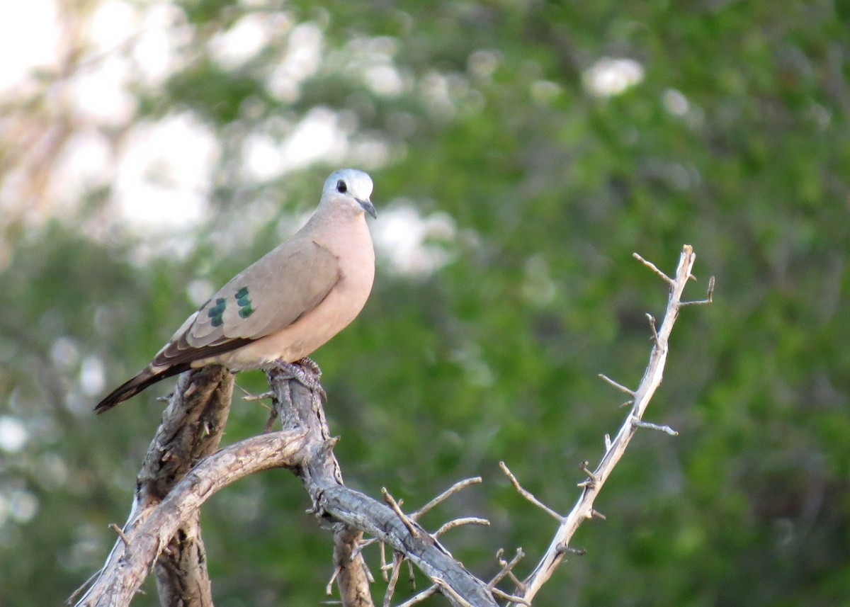 Emerald-spotted Wood-Dove - Mark Smiles