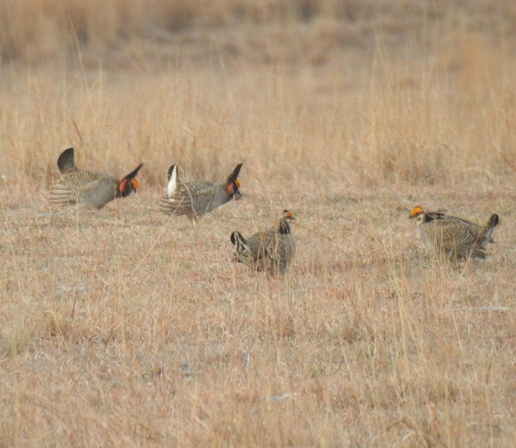 Lesser Prairie-Chicken - deborah grimes