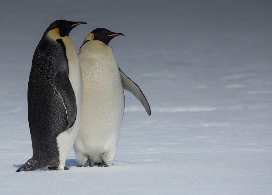 Королевский пингвин ведет одиночный образ жизни. Aptenodytes forsteri. Emperor Penguin. Императорский Пингвин машет крылом. Императорский Пингвин выныривает.