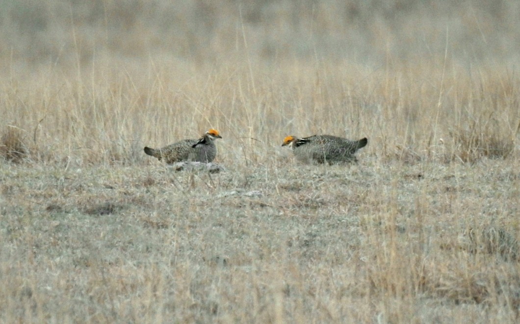 Lesser Prairie-Chicken - deborah grimes