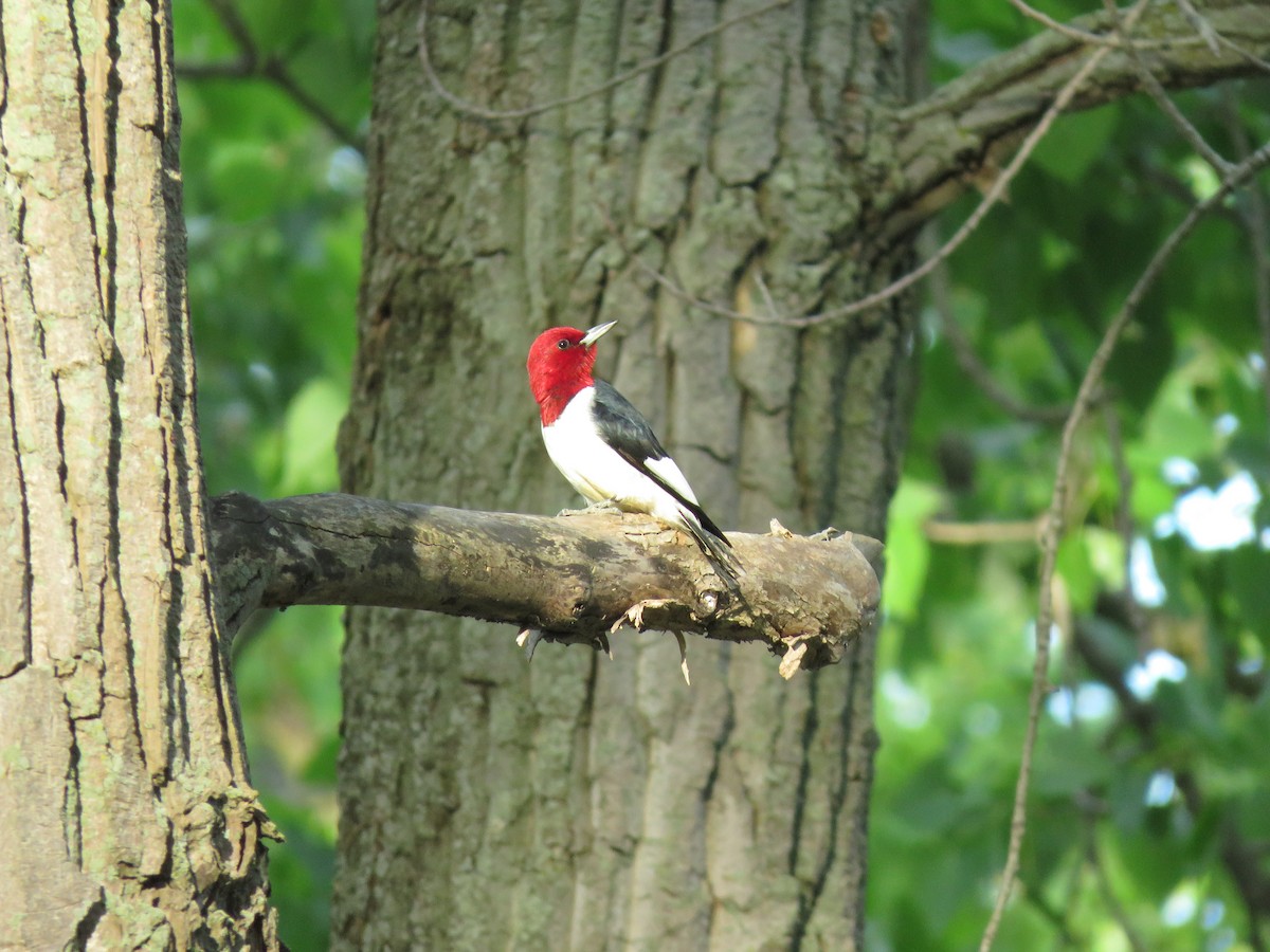 Red-headed Woodpecker - ML102624421
