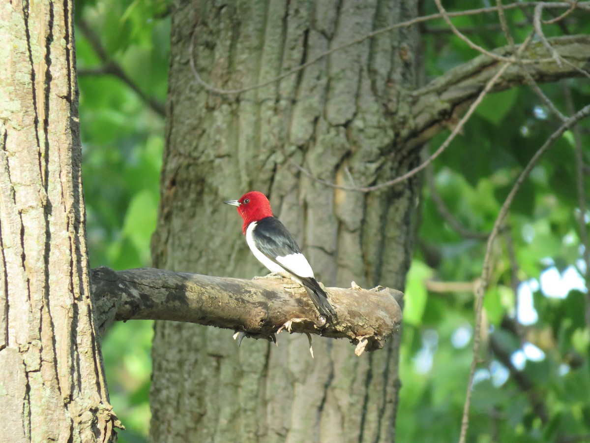 Red-headed Woodpecker - ML102624431