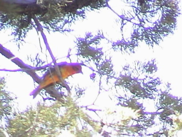 Flame-colored Tanager - ML102625851