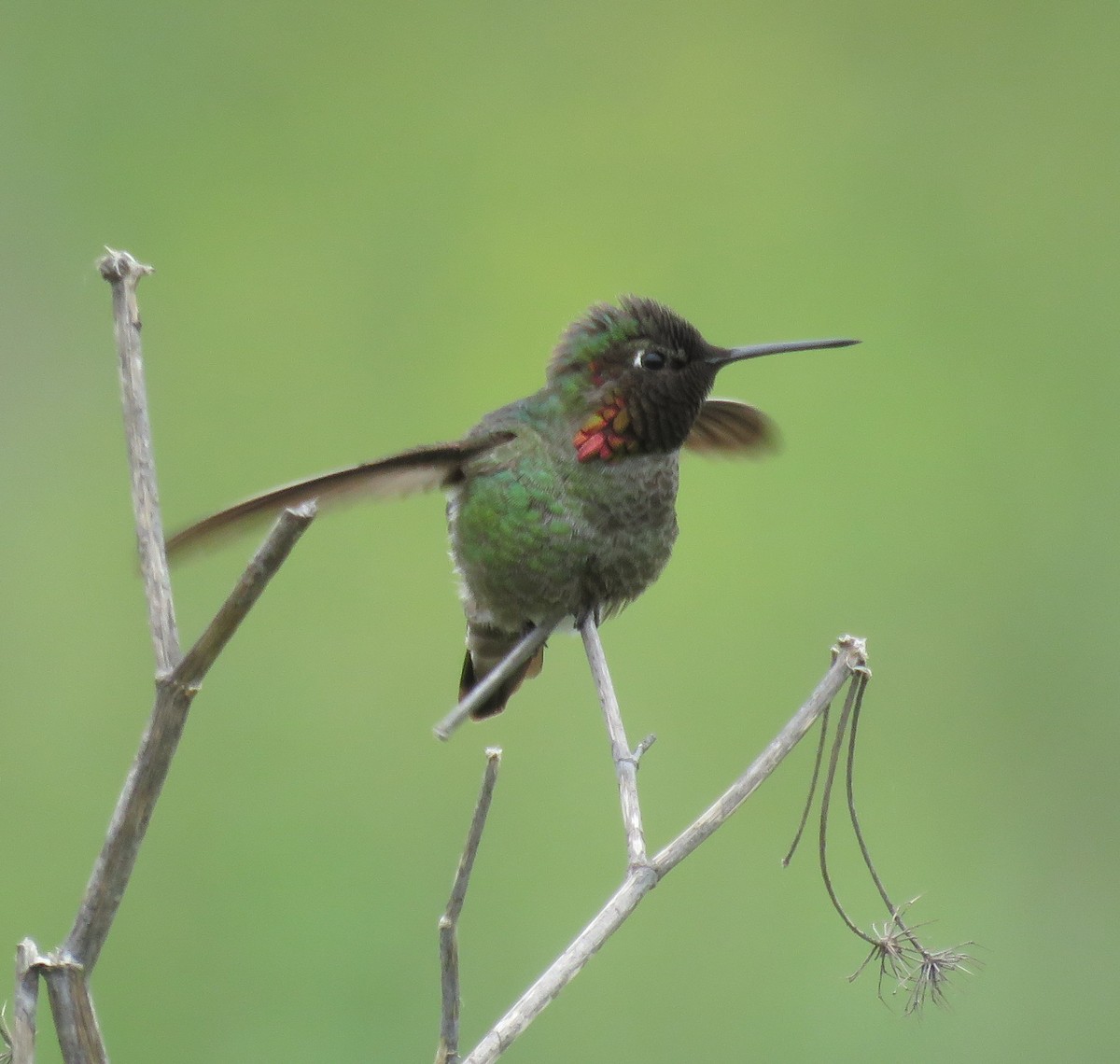 Anna's Hummingbird - Sally Erickson