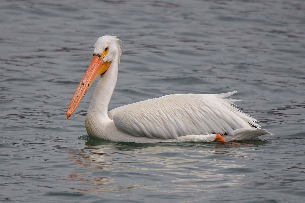 American White Pelican - Margo Dolan