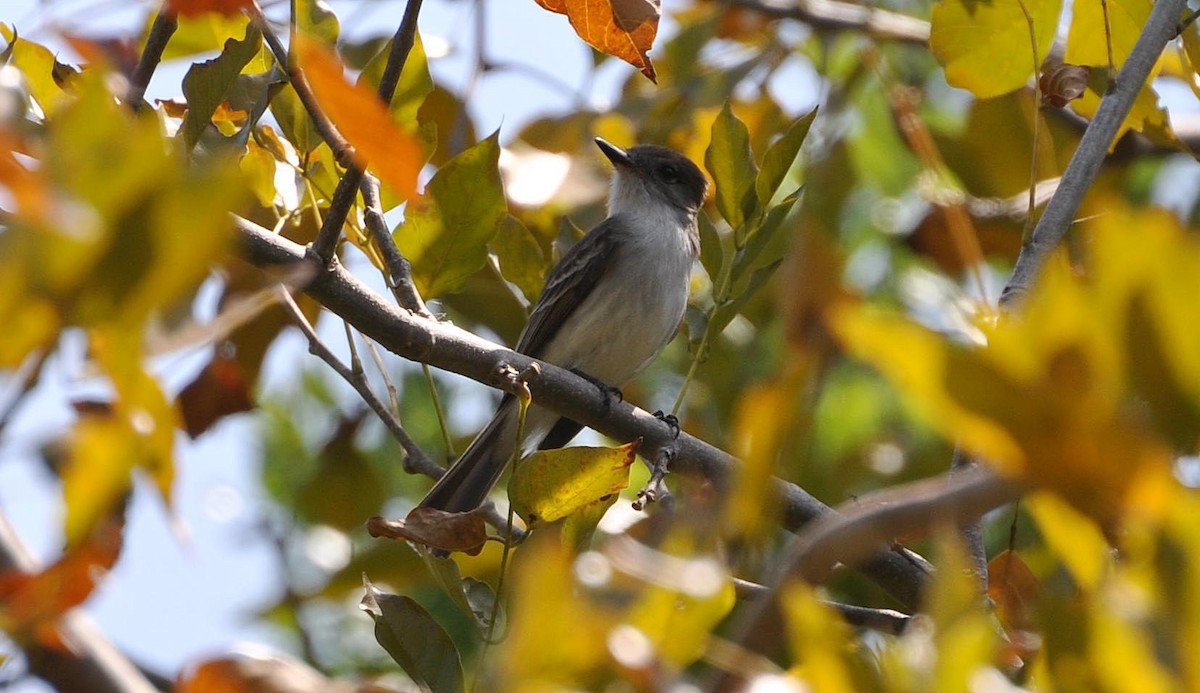 eBird Checklist 29 Mar 2014 Matheson Hammock Park East of Red