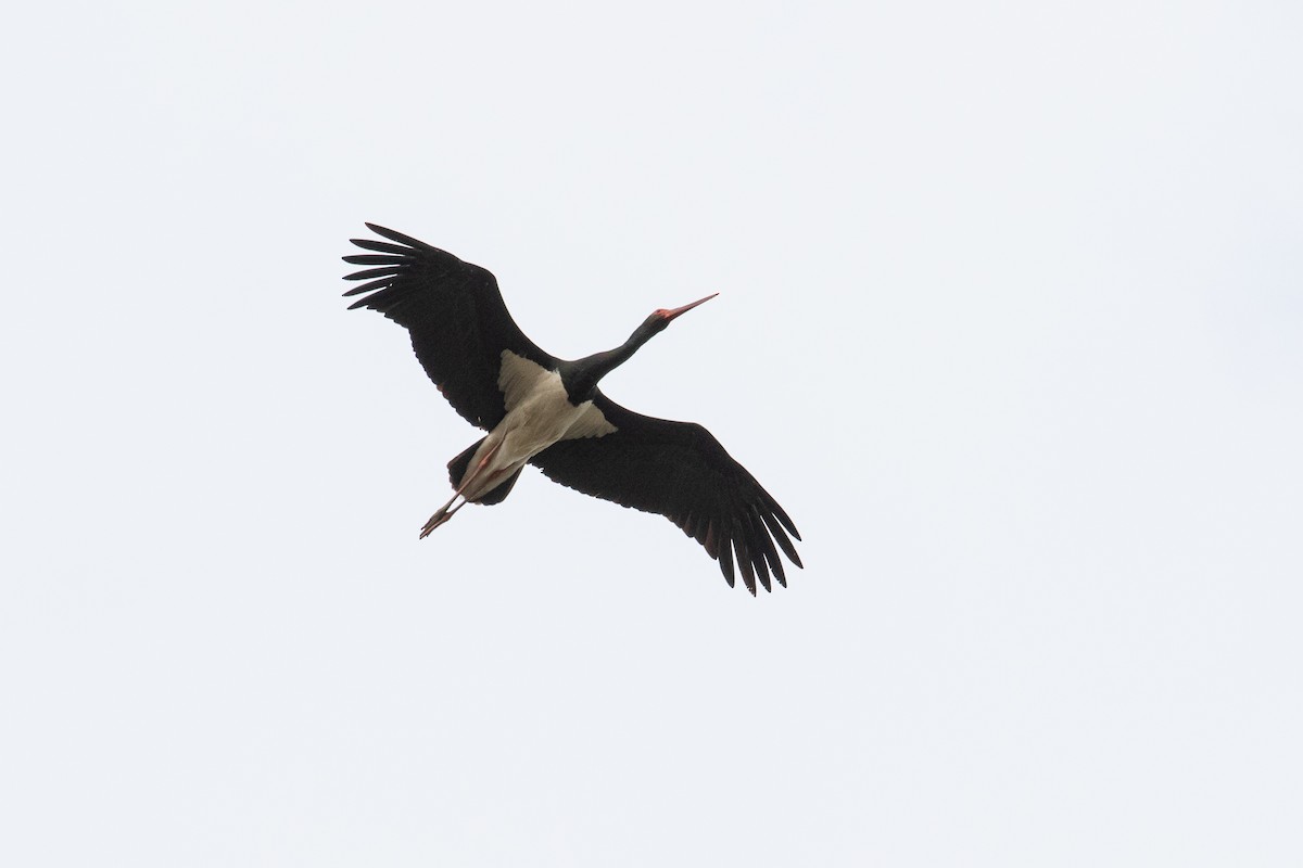 Black Stork - ML102632441