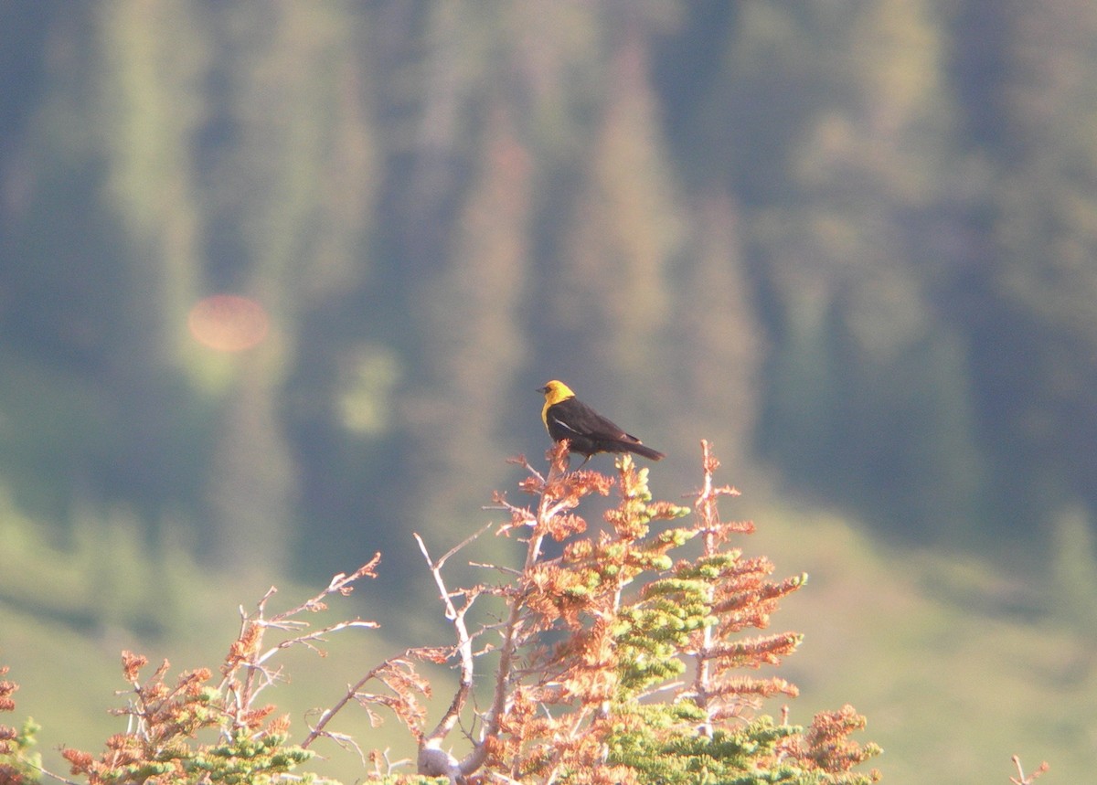 Yellow-headed Blackbird - ML102635021