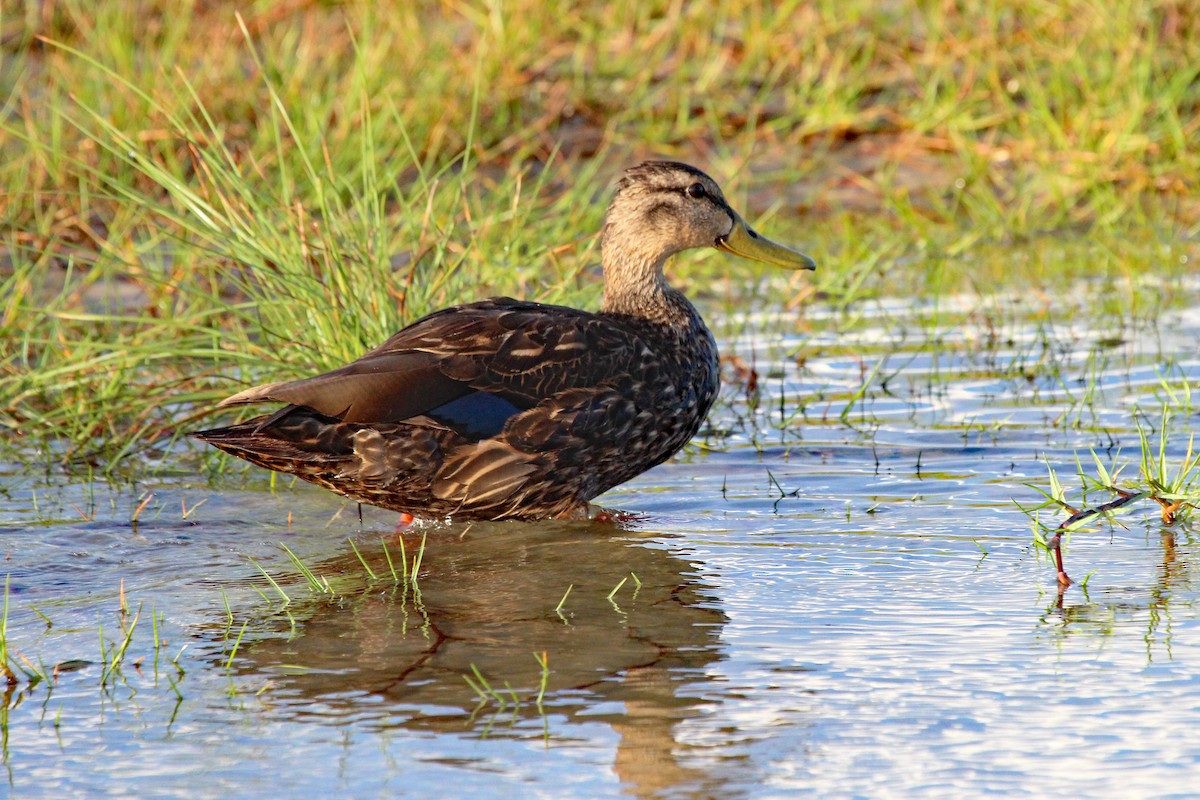 Mottled Duck (Gulf Coast) - Robert Wheat