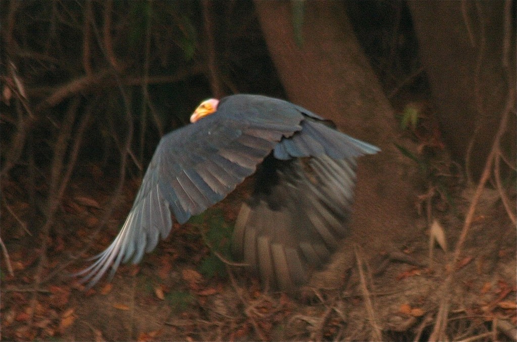 Greater Yellow-headed Vulture - ML102636661