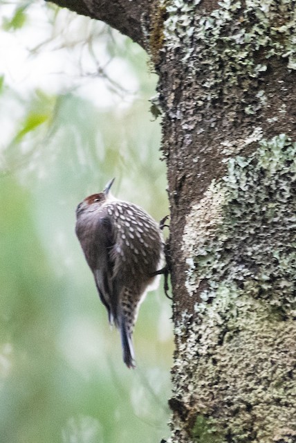 Red-browed Treecreeper