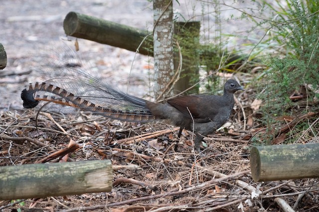 Superb Lyrebird