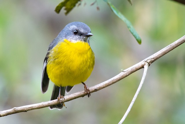 Eastern Yellow Robin