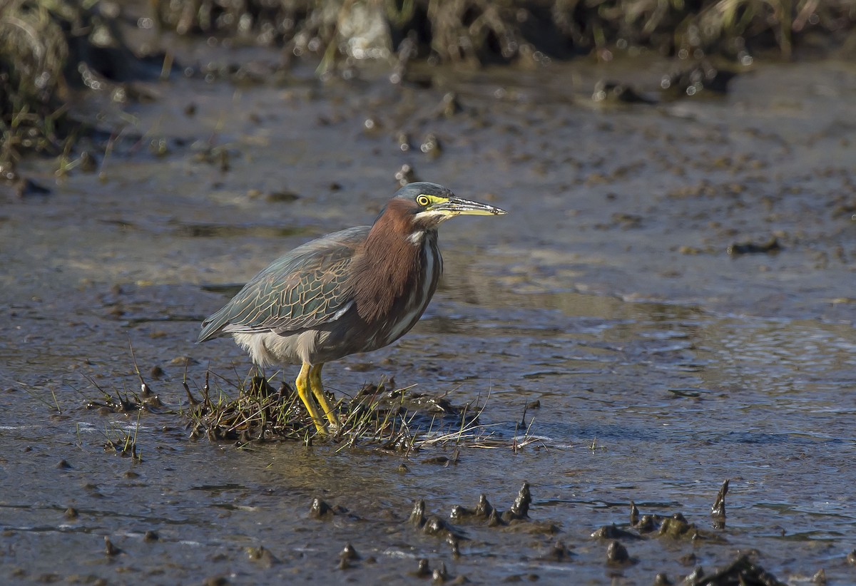 Green Heron - Ronnie d'Entremont