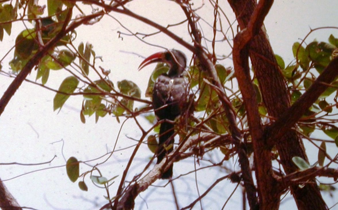 Western Red-billed Hornbill - David Wheeler