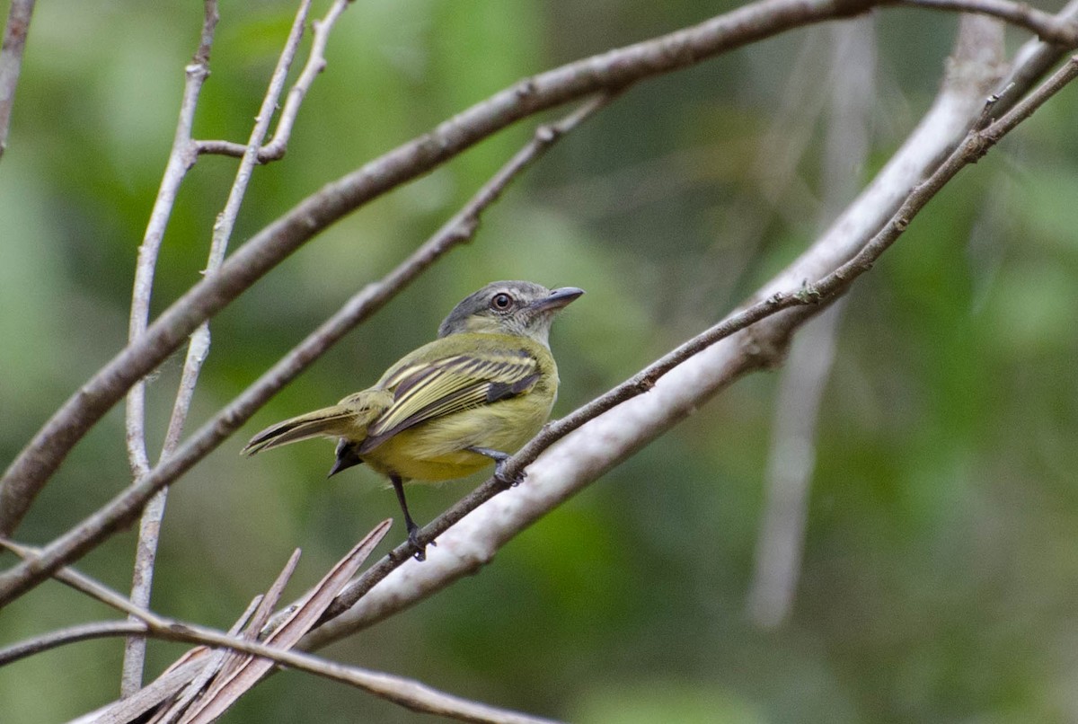 Gray-crowned Flatbill - ML102645911