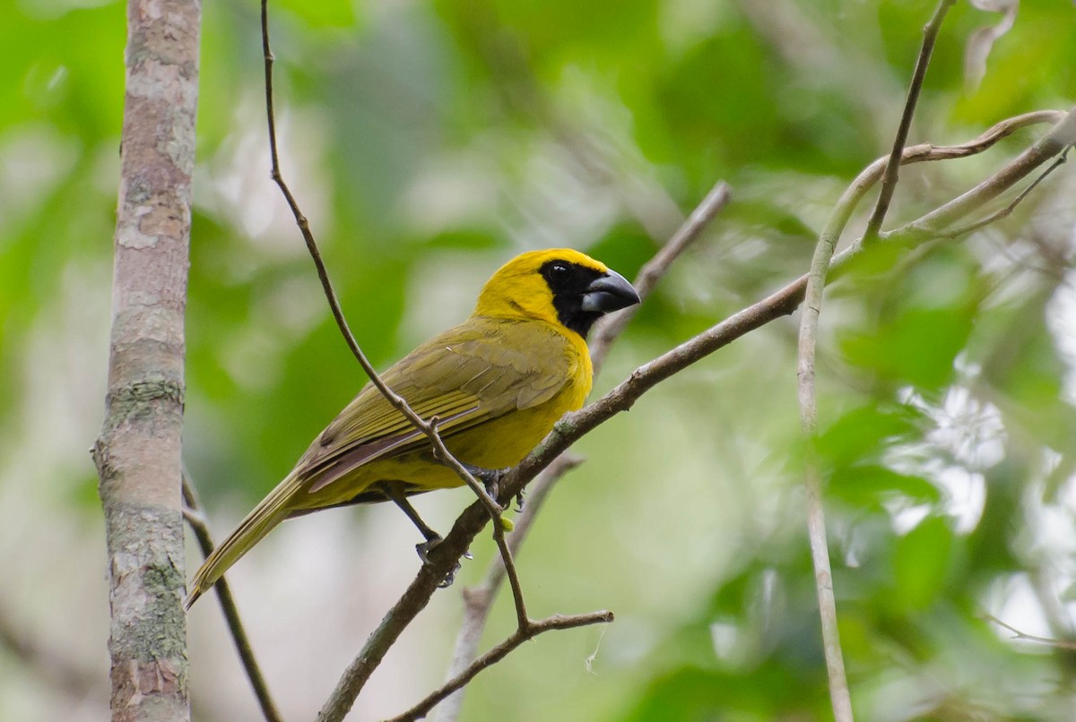 Yellow-green Grosbeak - Marcos Eugênio Birding Guide