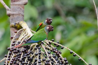  - Maroon-faced Parakeet