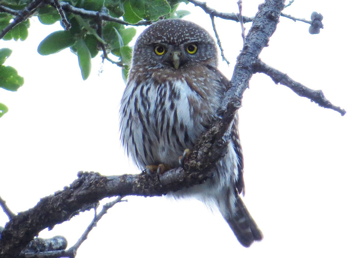 Northern Pygmy-Owl - ML102649201