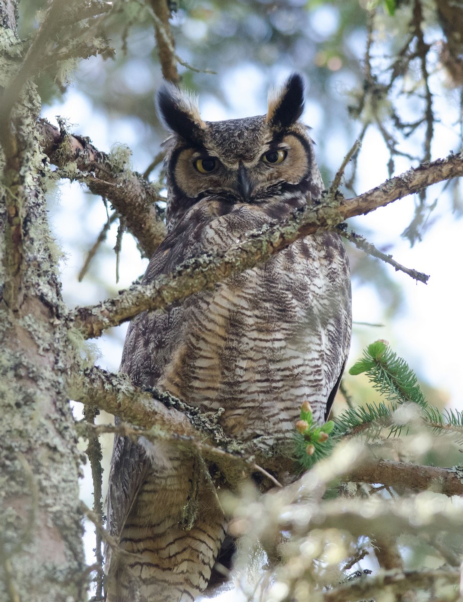 Great Horned Owl - Alix d'Entremont