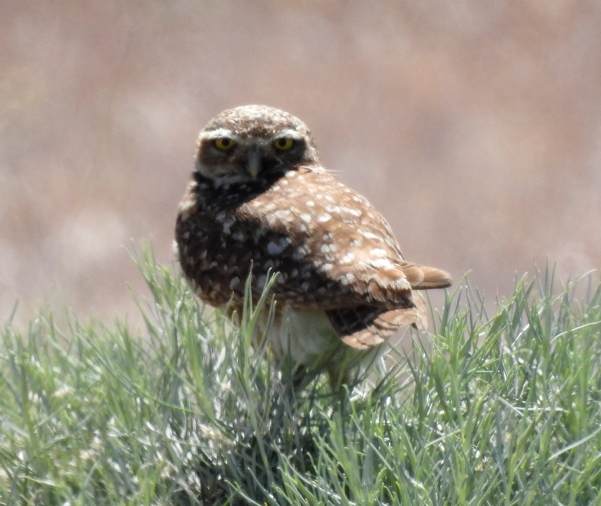 Burrowing Owl (Western) - Lauri Taylor