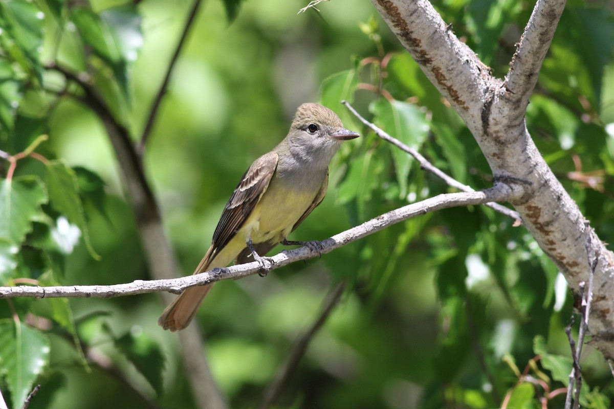 Great Crested Flycatcher - ML102652281