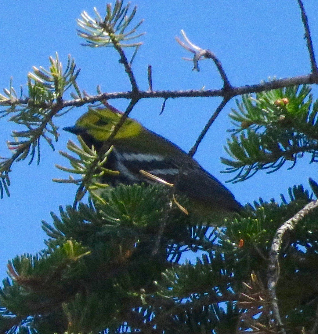 Black-throated Green Warbler - ML102652861
