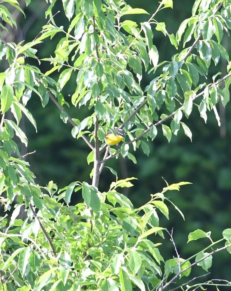Yellow-breasted Chat - Barry Blust