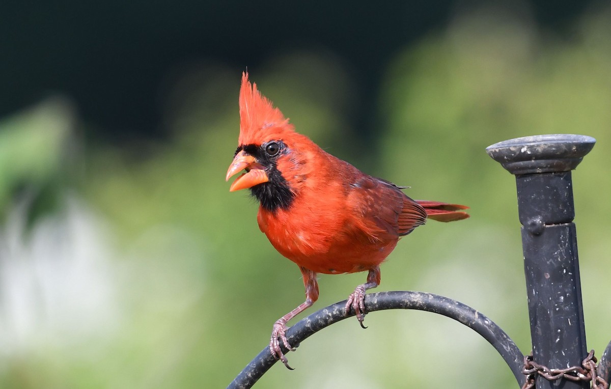 Northern Cardinal - Barry Blust