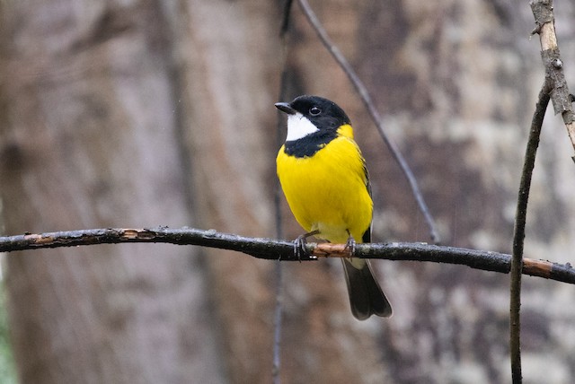 Golden Whistler