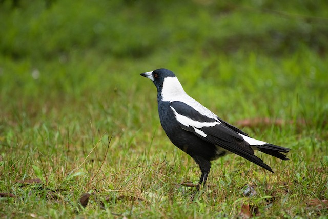 Australian Magpie