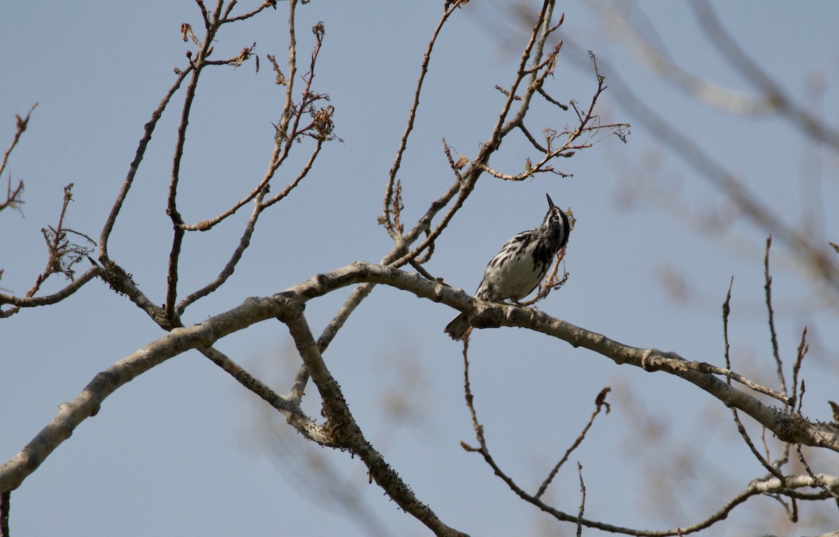 Black-and-white Warbler - ML102658621