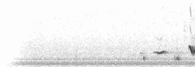 Пересмішник білочеревий - ML10266