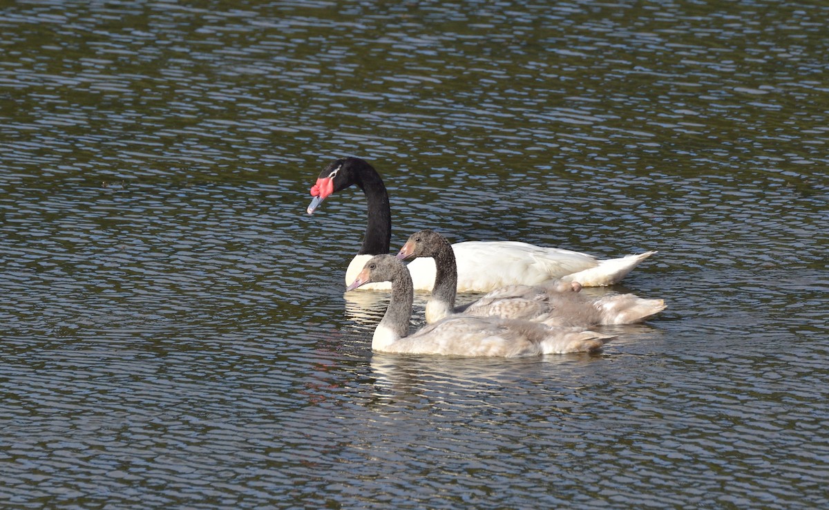 Black-necked Swan - ML102662851