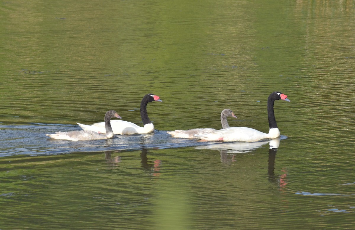 Black-necked Swan - ML102662861