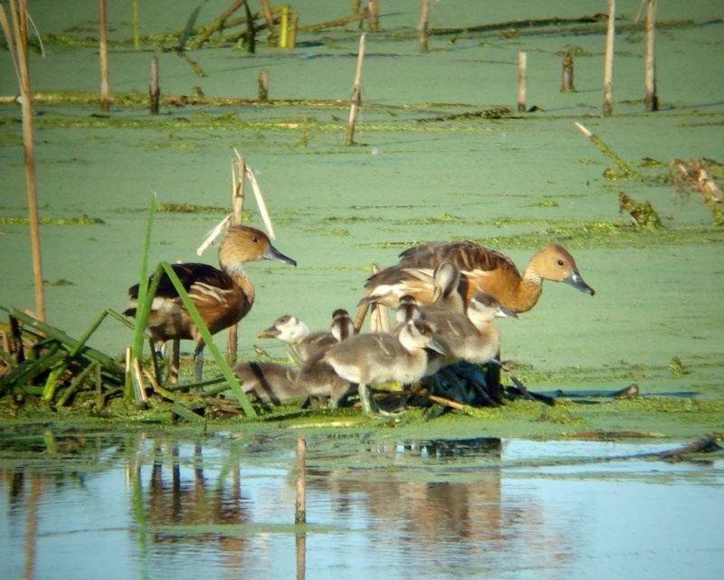 Fulvous Whistling-Duck - ML102664641